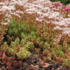 Sedum alba (orpin blanc)