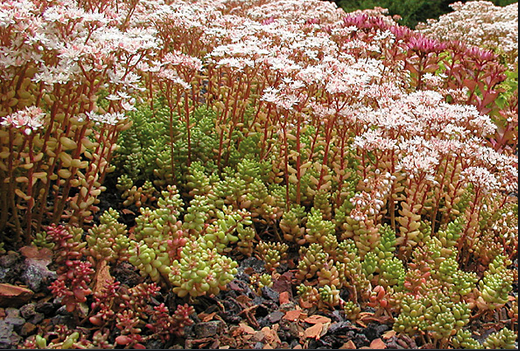 Sedum alba (orpin blanc)