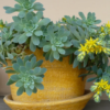 Sedum palmeri (orpin de palmer)