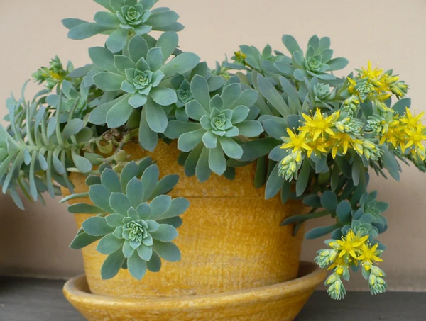 Sedum palmeri (orpin de palmer)