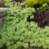 Sedum palmeri (orpin de palmer)