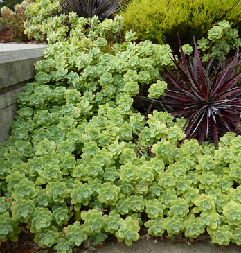 Sedum palmeri (orpin de palmer)