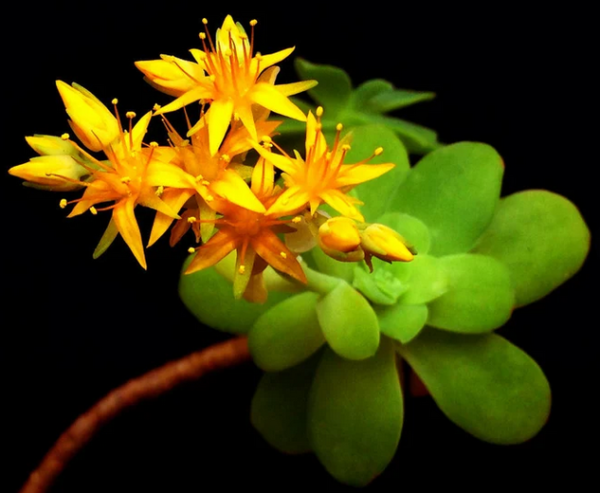 Sedum palmeri (orpin de palmer)