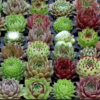 Sempervivum (joubarbe)