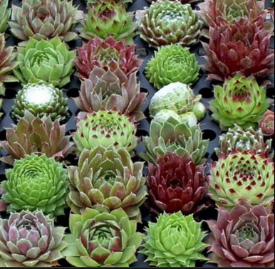 Sempervivum (joubarbe)