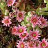 Sempervivum (joubarbe)