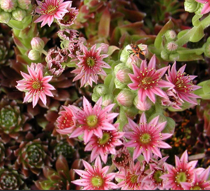 Sempervivum (joubarbe)