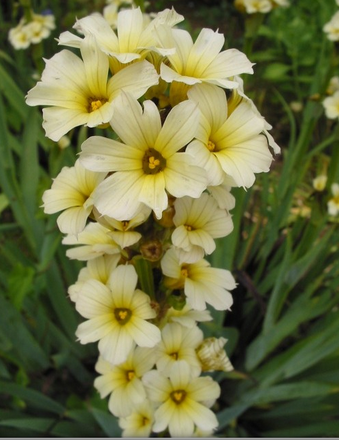 Sisyrinchium (bermudiennes)