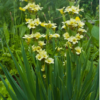 Sisyrinchium (bermudiennes)