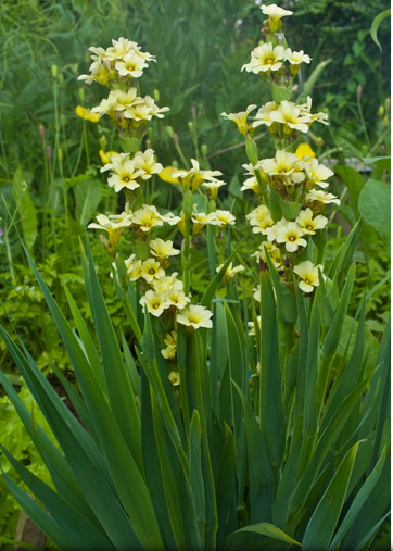 Sisyrinchium (bermudiennes)