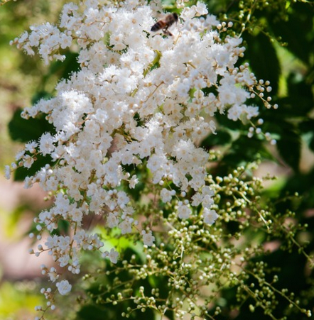 Sorbaria sorbifolia