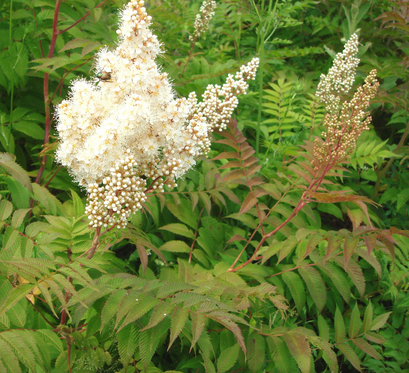 Sorbaria sorbifolia