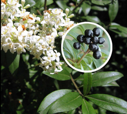 Troène (Ligustrum)