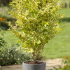 Troène (Ligustrum)