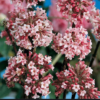 Viburnum bodnantense (viorne Bodnant)