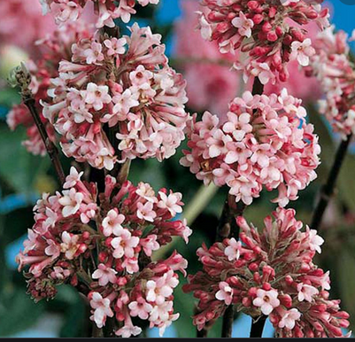 Viburnum bodnantense (viorne Bodnant)