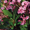 Viburnum bodnantense (viorne Bodnant)