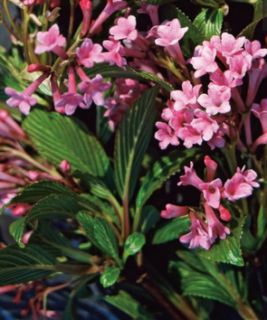 Viburnum bodnantense (viorne Bodnant)