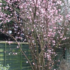 Viburnum bodnantense (viorne Bodnant)