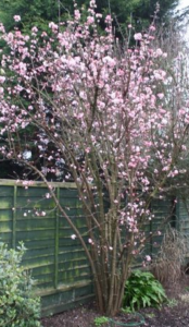 Viburnum bodnantense (viorne Bodnant)