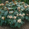 Viburnum tinus (Laurier tin)