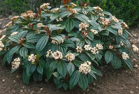 Viburnum tinus (Laurier tin)