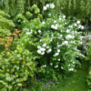 Viburnum opulus (boule de neige, Viorne obier)