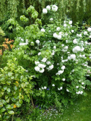 Viburnum opulus (boule de neige, Viorne obier)