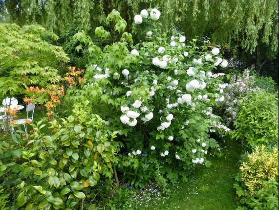 Viburnum opulus (boule de neige, Viorne obier)