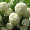 Viburnum opulus (boule de neige, Viorne obier)