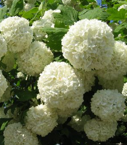 Viburnum opulus (boule de neige, Viorne obier)