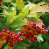 Viburnum opulus (boule de neige, Viorne obier)