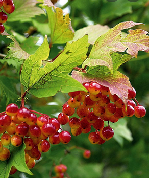 Viburnum opulus (boule de neige, Viorne obier)