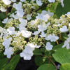 Viburnum plicatum (Viorne de Chine)