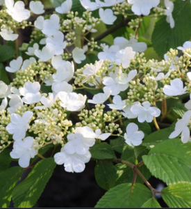 Viburnum plicatum (Viorne de Chine)