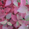 Viburnum plicatum (Viorne de Chine)