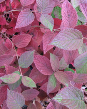 Viburnum plicatum (Viorne de Chine)