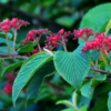 Viburnum plicatum (Viorne de Chine)