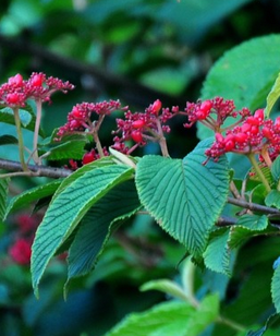 Viburnum plicatum (Viorne de Chine)