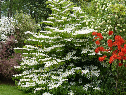 Viburnum plicatum (Viorne de Chine)