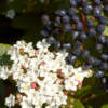 Viburnum tinus (Laurier tin)