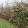 Viburnum tinus (Laurier tin)