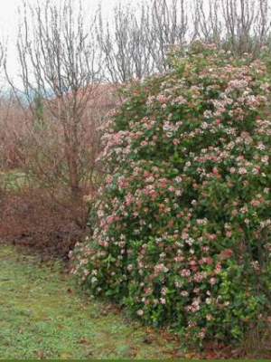 Viburnum tinus (Laurier tin)