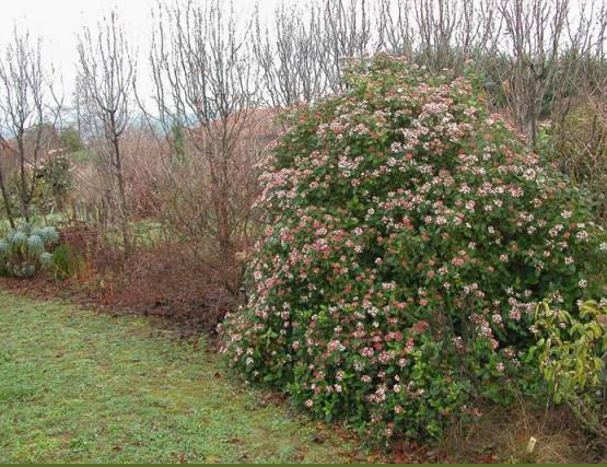 Viburnum tinus (Laurier tin)