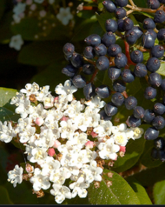 Viburnum tinus (Laurier tin)