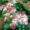 Viburnum tinus (Laurier tin)