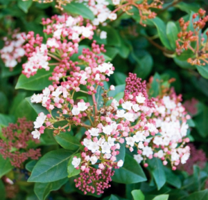 Viburnum tinus (Laurier tin)